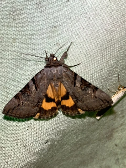 Catocala hymenaea - kökény-övesbagoly