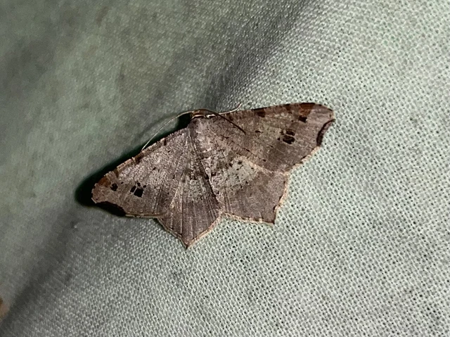 Macaria alternata - közönséges szürkearaszoló