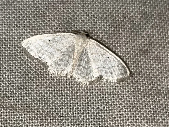 Idaea subsericeata - ötvonalas apróaraszoló