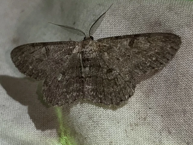 Hypomecis punctinalis - pettyes faaraszoló