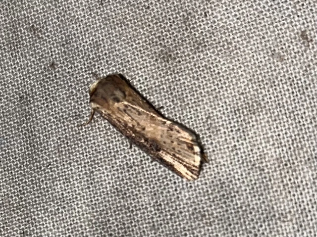 Axylia putris - vonalkás földibagoly