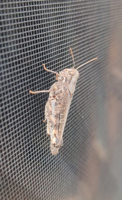 Calliptamus italicus - olaszsáska