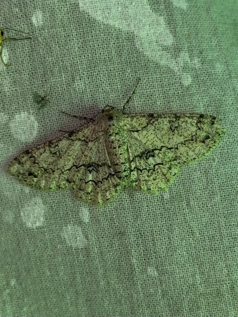 Ascotis selenaria - holdas faaraszoló