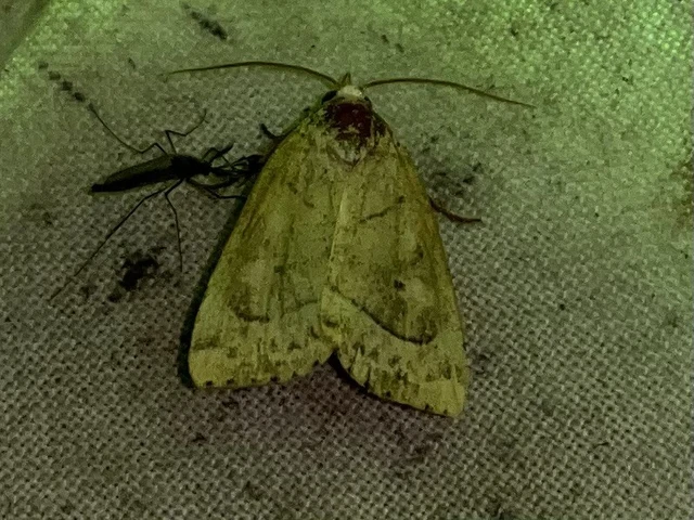 Cosmia trapezina - közönséges lombbagoly