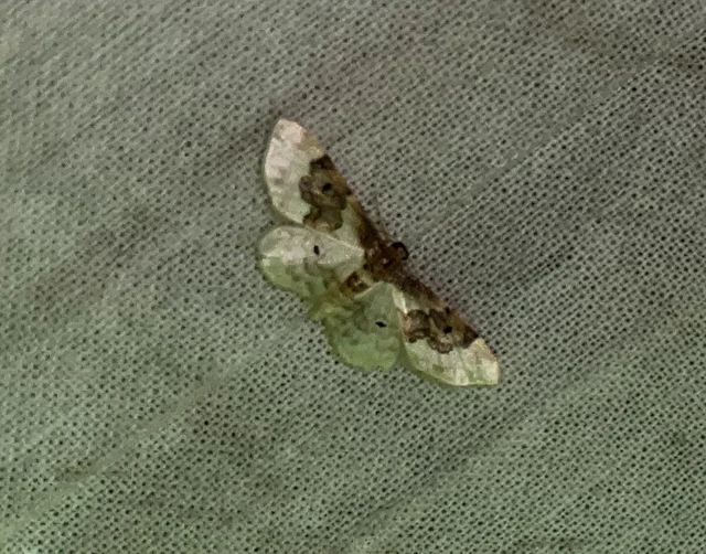 Idaea rusticata - tarka apróaraszoló