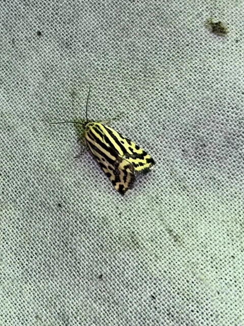 Emmelia trabealis - zebrabagoly
