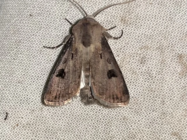 Agrotis exclamationis - felkiáltójeles földibagoly