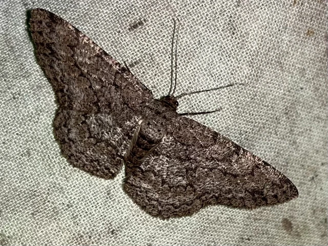 Hypomecis punctinalis - pettyes faaraszoló
