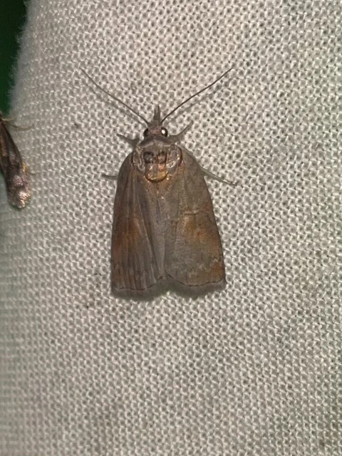 Nycteola asiatica - nyárfa-trapézbagoly