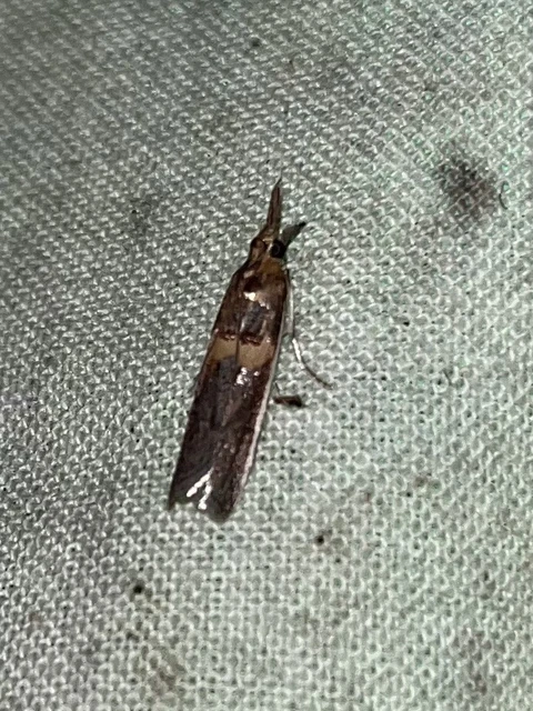 Etiella zinckenella - akácmoly