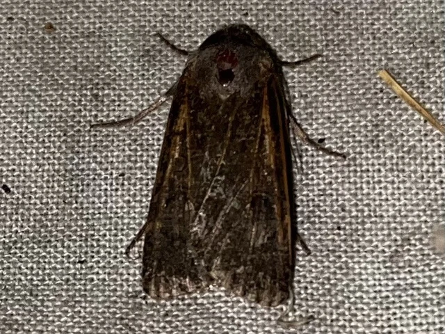 Agrotis segetum - vetési földibagoly