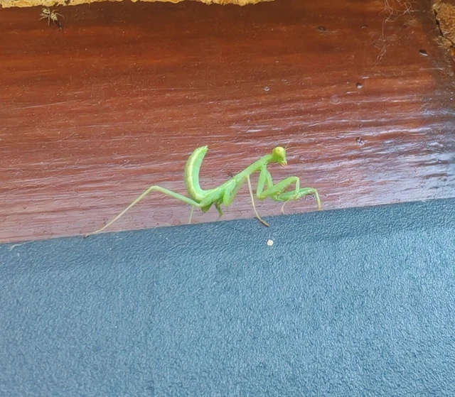 Mantodea - Fogólábúak