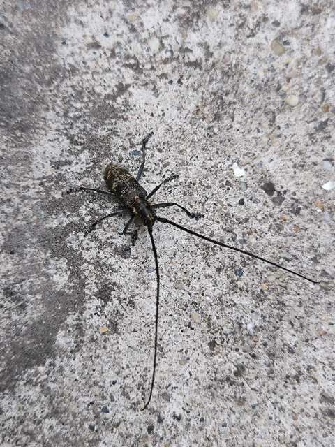 Monochamus