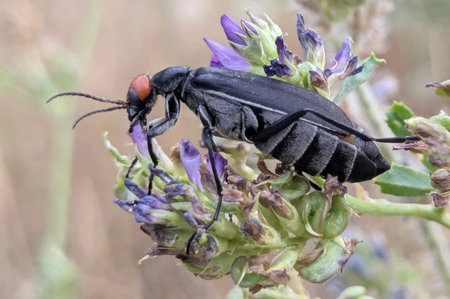 Epicauta rufidorsum - hollóbogár