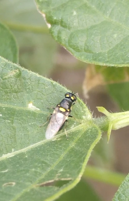 Diptera - Kétszárnyúak