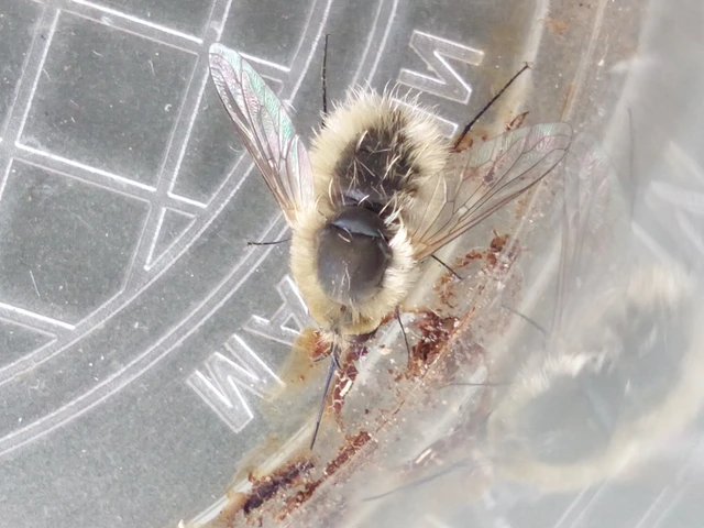 Diptera - Kétszárnyúak