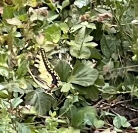 Papilio machaon - fecskefarkú lepke
