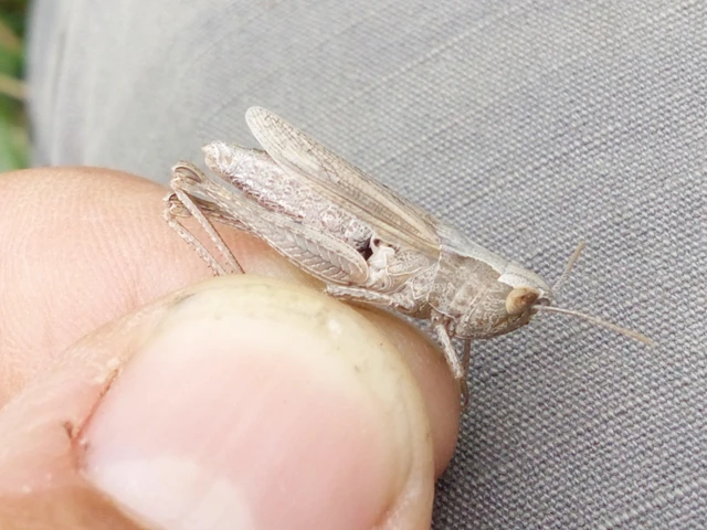 Chorthippus