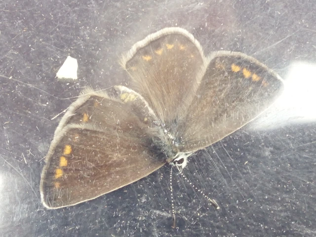 Polyommatus icarus - közönséges boglárka