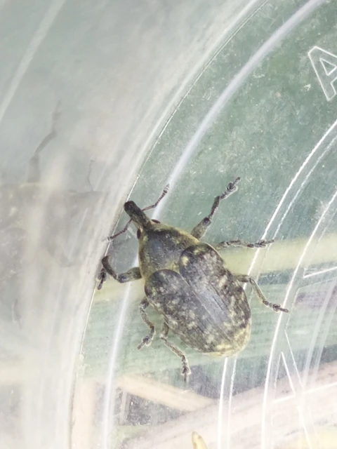 Larinus turbinatus - kúposorrú púderbarkó