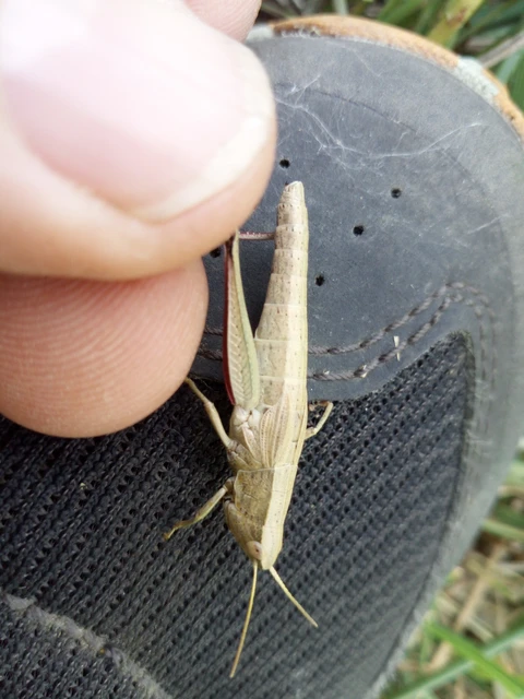 Chrysochraon dispar - aranyos sáska