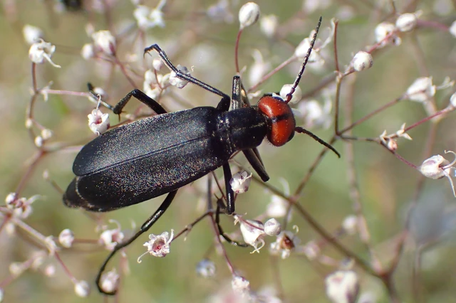 Epicauta rufidorsum - hollóbogár