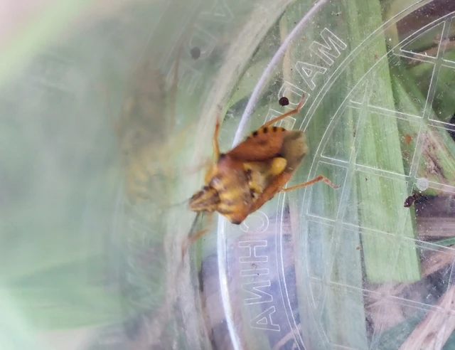 Carpocoris Carpocoris