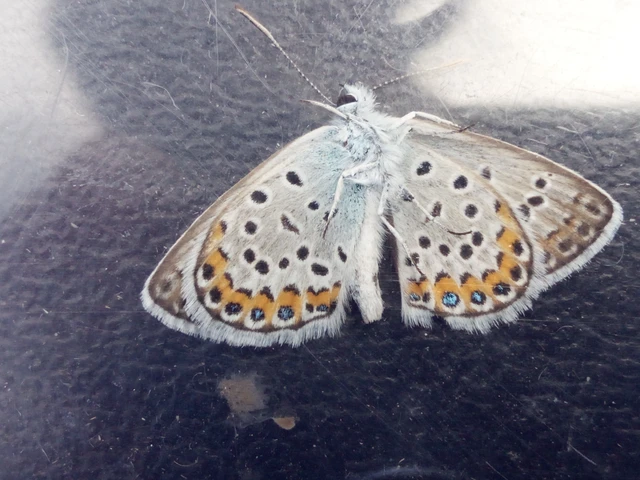 Plebejus argus - ezüstös boglárka