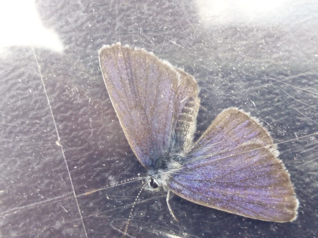 Cyaniris semiargus - aprószemes boglárka
