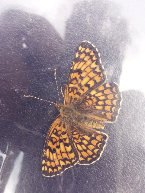 Melitaea phoebe - nagy tarkalepke