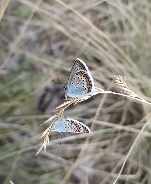 Plebejus argus - ezüstös boglárka