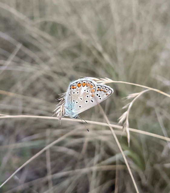 Polyommatus icarus - közönséges boglárka