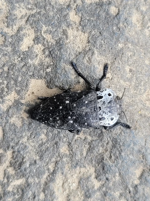 Capnodis tenebrionis - kökény-tükrösdíszbogár