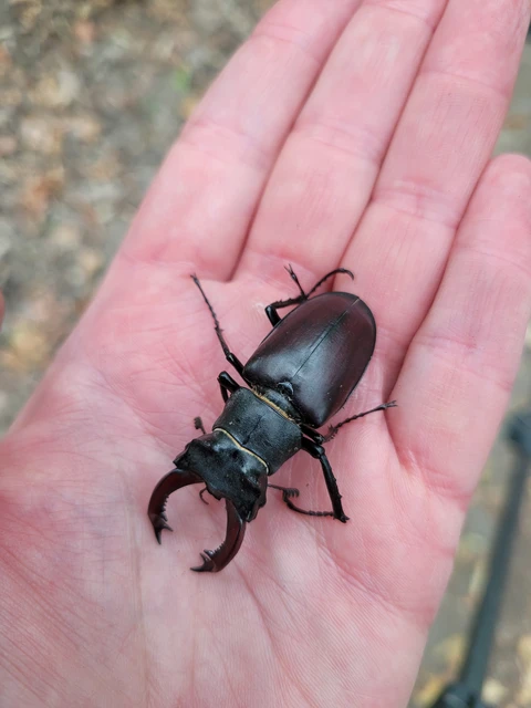 Lucanus cervus - nagy szarvasbogár