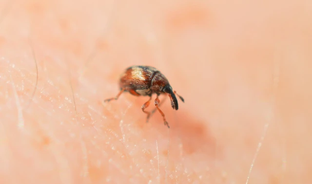 Nanophyes marmoratus - simacombú füzényormányos