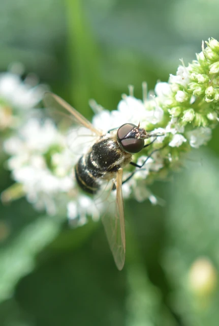 Diptera - Kétszárnyúak