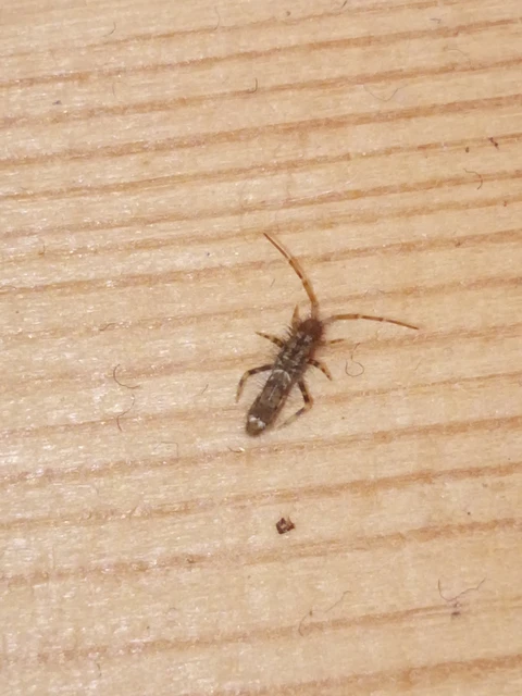 Collembola - Ugróvillások