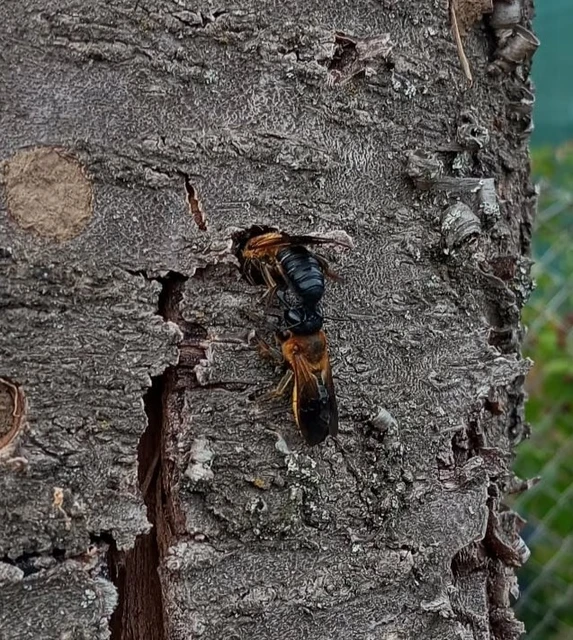 Megachile sculpturalis - óriás művészméh