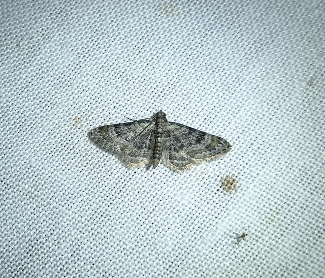 Gymnoscelis rufifasciata - vöröscsíkos törpearaszoló