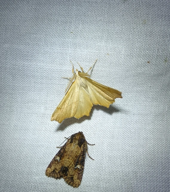 Ennomos quercinaria - tölgyfa-levélaraszoló