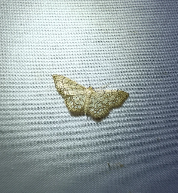 Idaea moniliata - gyöngyös apróaraszoló