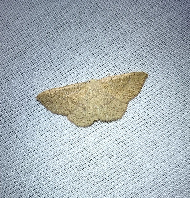 Cyclophora ruficiliaria - vörösrojtú pettyesaraszoló