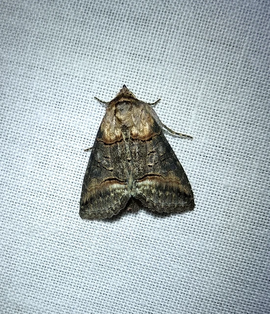 Abrostola agnorista - sziklalakó csalánbagoly