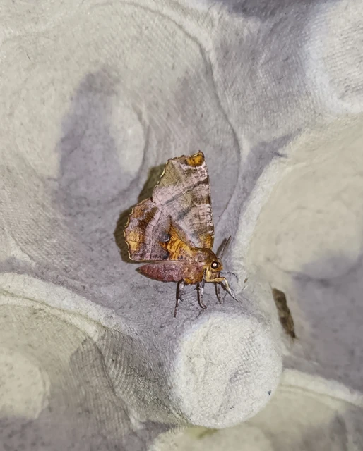 Selenia dentaria - kétfoltos holdasaraszoló