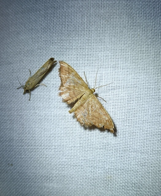 Idaea ochrata - okkerszínű sávosaraszoló