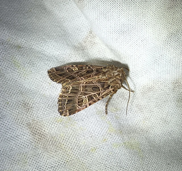 Heliophobus reticulata - fehéreres kertibagoly