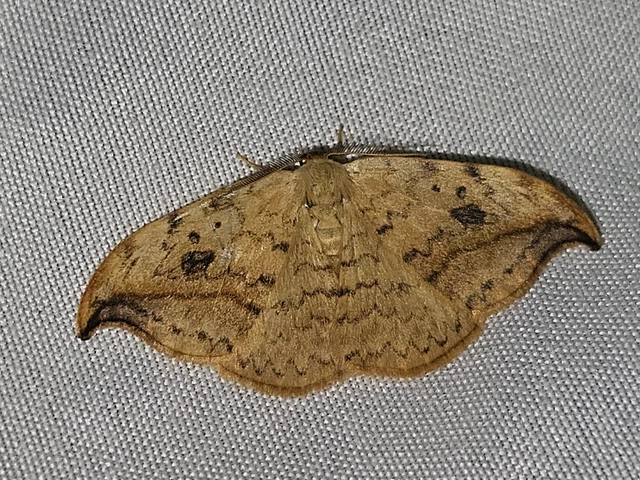 Drepana falcataria - nyárfa-sarlósszövő