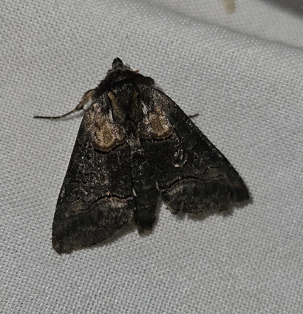 Abrostola agnorista - sziklalakó csalánbagoly