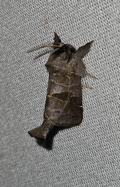 Clostera pigra - apró levélszövő