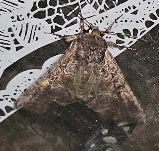 Lacanobia amurensis - homoki kertibagoly